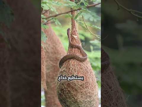 This Tiny Bird Outsmarts Snakes with Genius Nest Design! #facts طائر صغير يتفوق على مهندسي البشر بخ