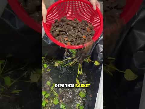 She Has Beautiful Pond of Tortoise😥❤️#shorts