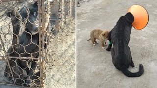 He Was Ridiculed For Being Blind, Smelly...He Was In A Tight Iron Cage Before The Miracle Happened!