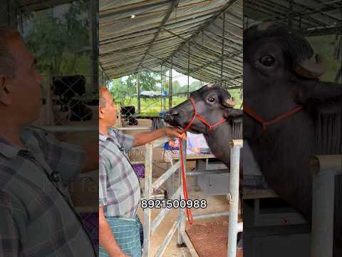 മൂന്ന് വലിയ പോത്തുകളെ വാങ്ങി #shorts #pothufarm #murahpothu #cattlevalley #buffalomarket