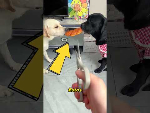Estos dos perros se pelean a menudo.#cat #pets #funny