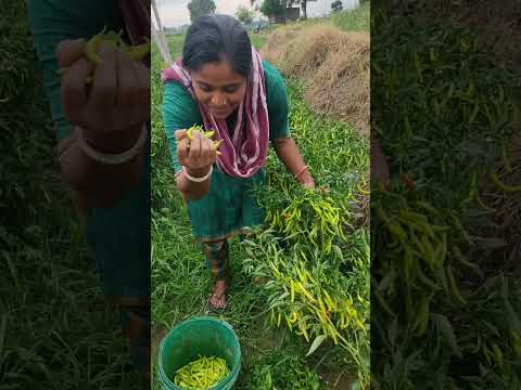 वायरल बिहारी मिर्ची वाली  🙏,Rounak Raj 540 🙏🌶️🌶️🌶️🌶️🌶️