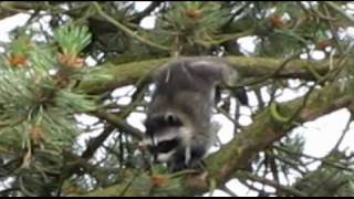 Racoons.wmv
