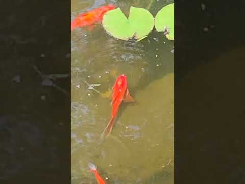 the hospital goldfish pond #hospital #goldfish 