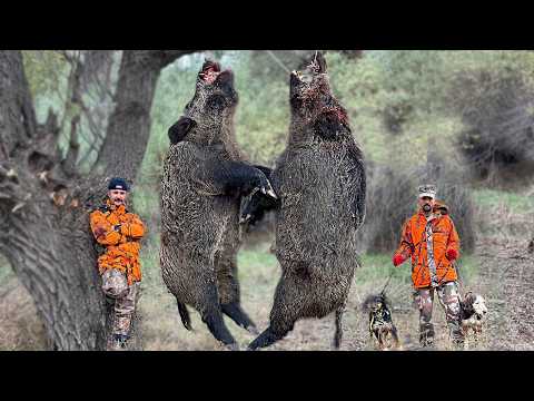 NEFES KESEN KOVALAMACA! MUHTEŞEM YABAN DOMUZU AVI, BREATHTAKING WILD BOAR HUNT, HOG HUNTS, pig