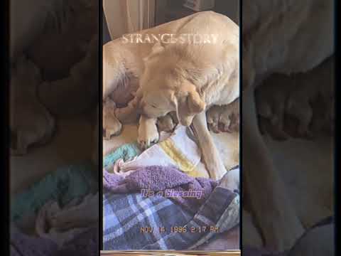 😭❤️ Pure Joy! 1990s Home Video: Labrador Welcomes 9 Adorable Puppies!