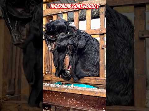 Ky hai ya👁😳😳😱#goat #goatfarming #sheepfarm #viralvideo #viralreels #shortvideo #trendingshorts