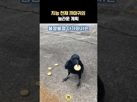지능 천재 까마귀의 놀라운 계획😲🧠💥 #동물 #까마귀 #새