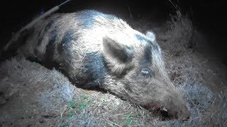 Along came a good boar.