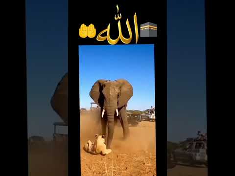 "🎉🌙تكبيرات عيد الفطر المبارك 2026 (كاملة) الدنيابصوت منة الله رمضان 🕋✨️🕌 🎶" #quran #animals #love