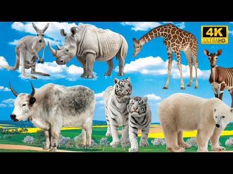 Lively Animal Sounds: Kangaroo, Rhinoceros, Giraffe, Cow, Tiger, Bear – Hilarious Farm Encounters