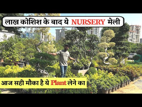 लाख कोशिश के बाद ये Nursery मेली आज सही मौका है ये जबरदस्त Plants लेने का