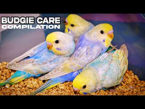 Budgie Care Tips:  Essential Hacks for Food and Health