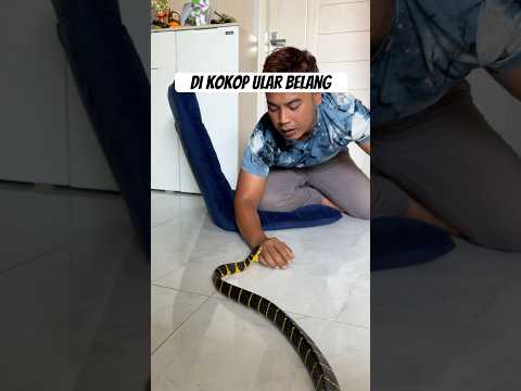 Snake atack #jejaksiaden