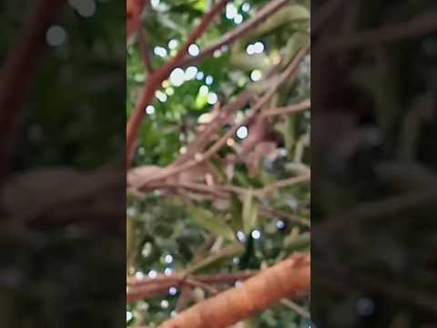 cat on tree fighting.  #cat #catfighting #tree #pet #bd #bangladesh # sylhet