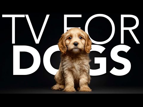 20 HOURS of Dog Adventure TV 💖🦮 Explore Nature With Dogs: Relaxing Home Adventure Walks