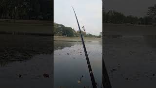 Tidak disangka ikan target segini bikin joran melengkung #mancingnilaliar