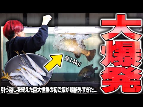 【大爆発】巨大水槽に引っ越した14kgオーバー怪魚の初ご飯がやっぱり規格外だった...