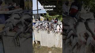 bangarpet fish shops