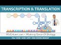 Molecular Biology: RNA and Protein Synthesis