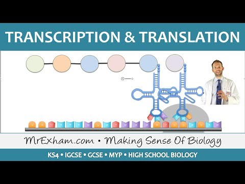 transcription and translation biology worksheet jobs ecityworks