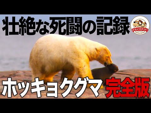 【1頭vs3000頭】飢えたホッキョクグマがセイウチの群れに襲いかかる！さらに次々ホッキョクグマが上陸して大混乱...北極圏・無人島での死闘（完全＆復刻版） 【どうぶつ奇想天外／WAKUWAKU】
