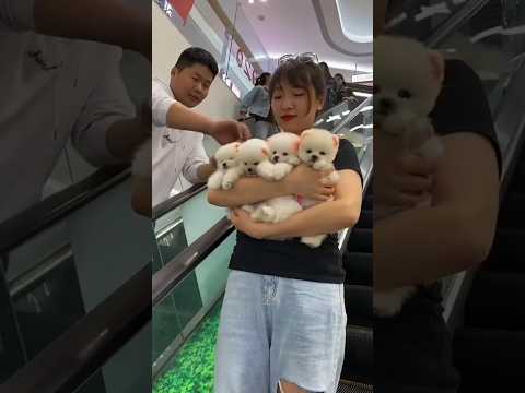 🥰🐶 मेरे भैया मेरे दीदी के हाथ से पप्पी को ले लेते हैं #shortvideo #cutepuppy #trendingpuppy