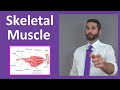 Muscle Structure and Function Concepts
