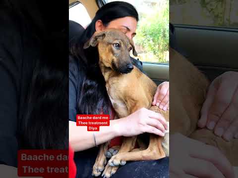 Baache dard me thee #puppy #puppies #dog #dogs #dogmom #doglover #doglovers #shorts