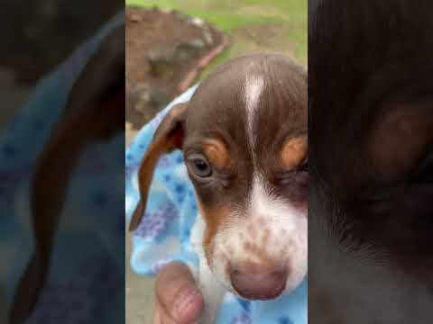 Abandoned dog in mailbox