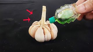 今天才知道，风油精滴在大蒜上真厉害，家家用得到，涨知识了