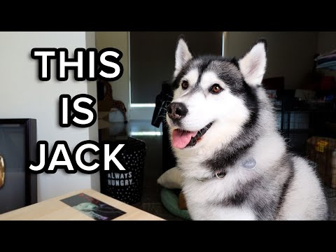 Goodbye Old Friend (Jack the Husky)