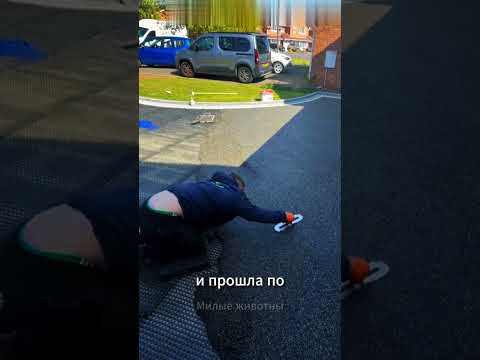 😮 Её следы остались на свежем покрытии! 🐢