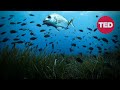 Seagrass: The Unlikely Champion of Carbon Sequestration