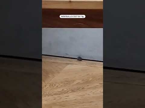 Visite guidée 🐀 #humour #paris #ratatouille #parisian #louvre