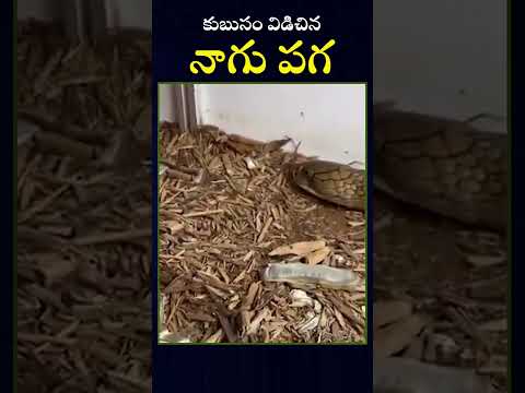 కుబుసం విడిచే సమయంలో పామును డిస్ట్రబ్ చేస్తే ఏం జరుగుతుందో తెలుసా.. #snake #cobra #global