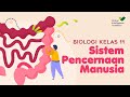 Digestive System Functions and Processes