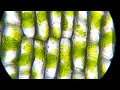 Movimento e Fotossíntese em Plantas