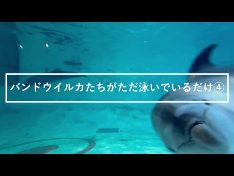 猫の動画サムネイル - バンドウイルカたちがただ泳いでいるだけ④