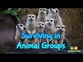 Animal Group Behavior and Survival