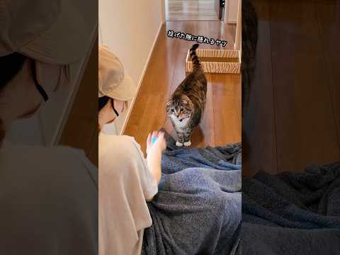 猫の動画サムネイル - りっちゃんたちにドッキリをしたらまさかの結果で🤣🤣🤣 #猫