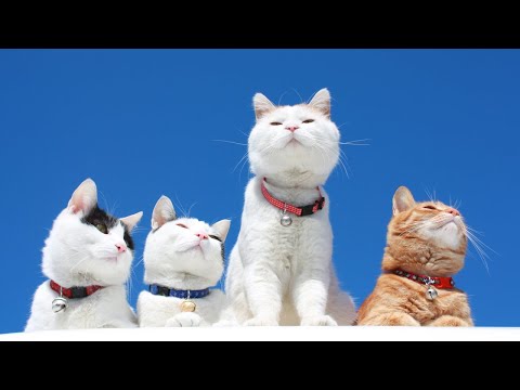 猫の動画サムネイル - かご猫LIVE配信　2025年06月07日