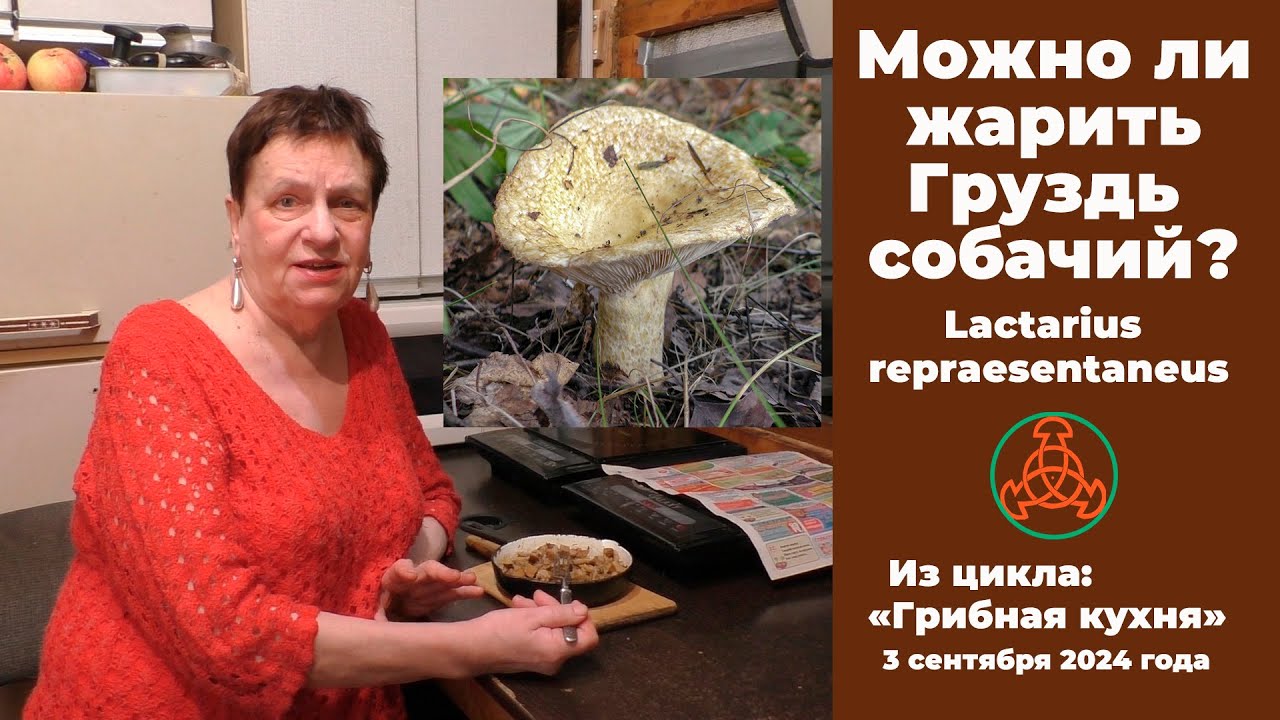 Можно ли жарить Груздь собачий Lactarius repraesentaneus. Грибная кухня. 3 сентября 2024 года