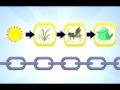 Understanding the Food Chain