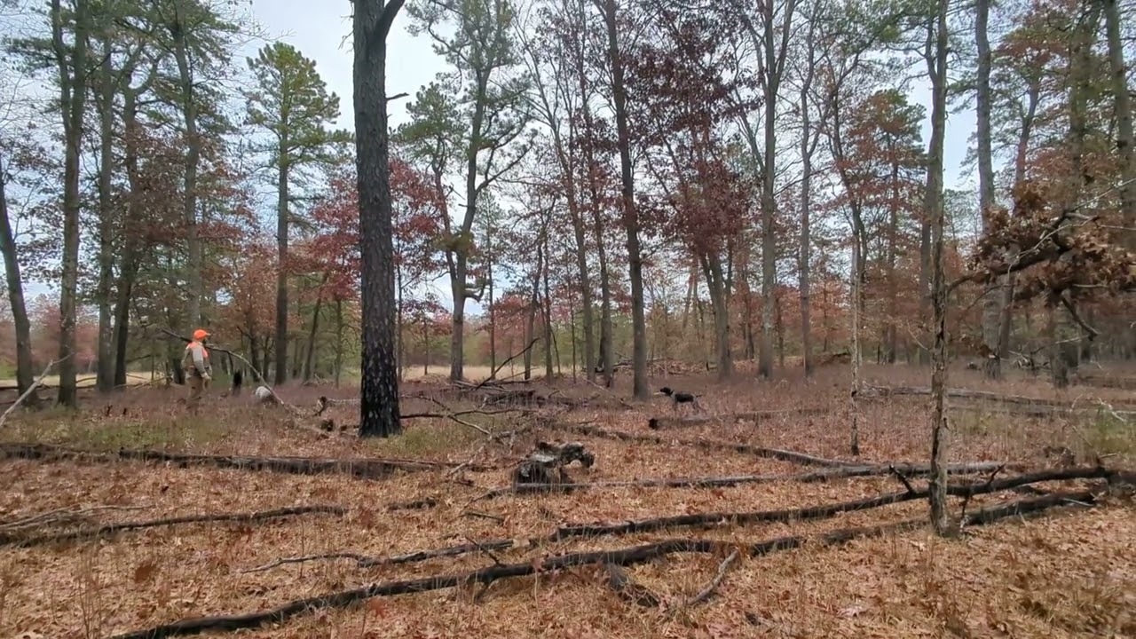 On Point Upland Dogs Boarding + Training