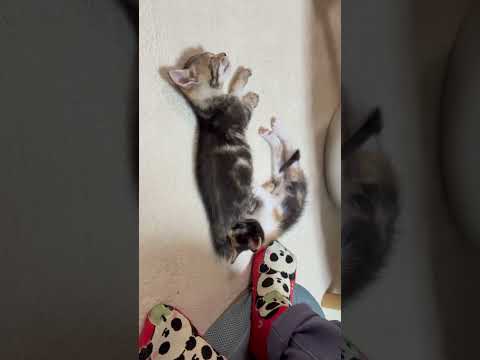 猫の動画サムネイル - お母さんが恋しいねん