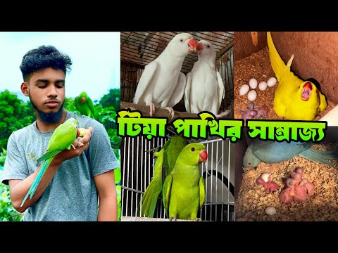 টিয়া পাখির সাম্রাজ্যে প্রচুর পরিমাণে টিয়া পাখি ডিম পেড়েছে বাচ্চা দিচ্ছে | আবির বার্ড হাউজ 24Dec24