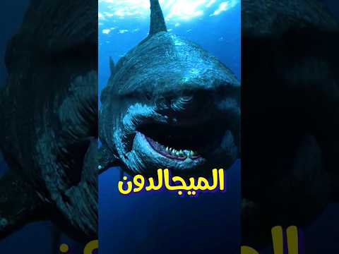 ماذا سيحدث لو تواجه الحوت الازرق مع اكبر قرش في العالم الميجالدون #حوت #الحوت_الازرق