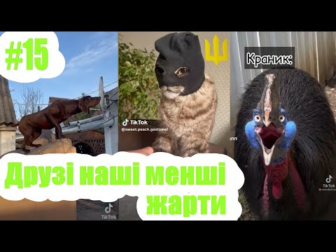 Друзі наші менші Меми, Жарти, Приколи #15