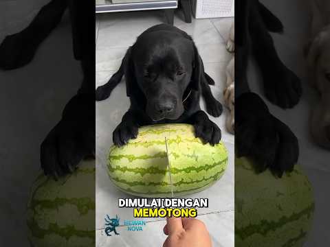 challenge untuk si hitam  #shorts #youtubeshorts #anjinglucu #anjing